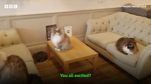 2.9K views · 25 reactions | One of the many businesses which benefited from Eurovision was Cat Cafe Liverpool which you can find on Bold Street they hosted an event called "Pawovision"!  We sent David North along to find out more... Full interview - https://www.bbc.co.uk/sounds/play/p0fnn5c7 | BBC Merseyside | Facebook