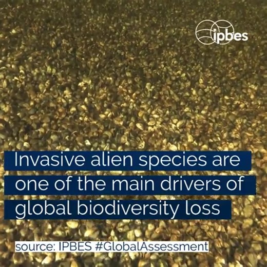 🐦 What are Invasive Alien Species? 🌱 How do they impact #biodiversity? 🕷 Why do they pose a serious threat to people and planet? Learn more about the IPBES #InvasiveAlienSpecies assessment. | United Nations Biodiversity