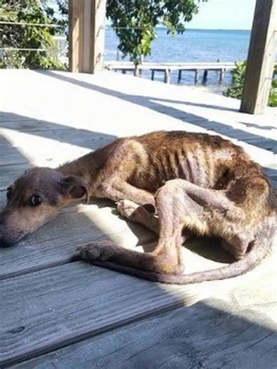 On an isolated, desolate isle, an emaciated hound clings precariously to existence, its vitality quickly diminishing. Yet precisely when all optimism dissolves, a wholly unforeseen entity appears... Explore this incredible shift in circumstances in the comments below 👇🏻 | Pet Lover