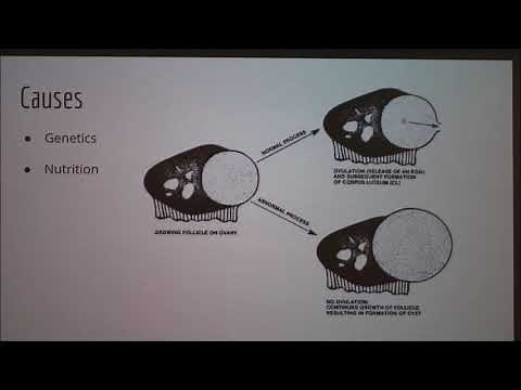 Overview of Ovarian Cysts in Cattle