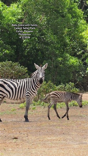 Video shot with Olympus EM1 mark ii & 100-400 is mark ii #wildlife #omsystem #zebra #philippines