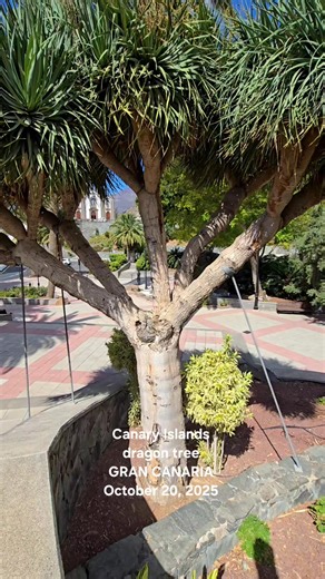 Canary Islands dragon tree GRAN CANARIA #GranCanaria | Your Gran Canaria Experience