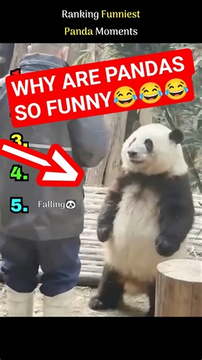 Ranking The Funniest Panda Moments😂 #shorts