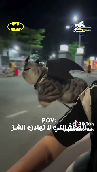 القطةُ التي لا تُهادن الشرّ 🤣 #سبيستون #باتمان #Spacetoon #Batman