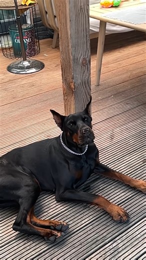 This dog is living its best butterfly life 🦋 #Dog #Butterfly #DogLife #FunnyAnimals | The Pet Collective