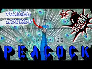 INSANE Peacock Hunting | HEADSHOTS | Airgun Evolution