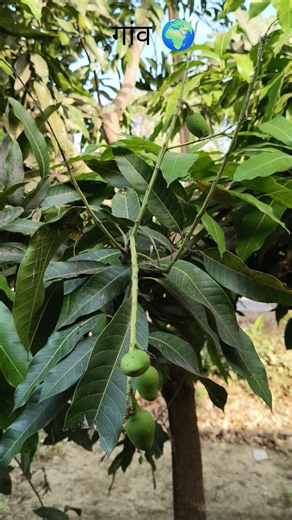 mango 🥭🥭 farming reels khetibadi reels #shorts