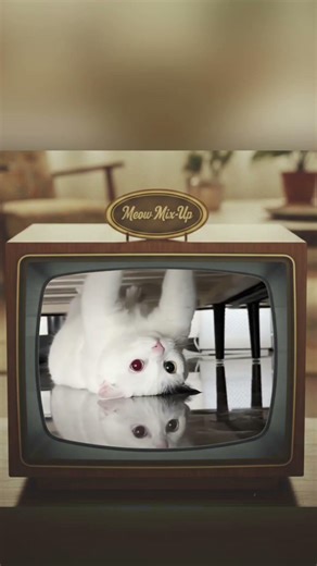 something strange #spongebob #cat #funnycat #catvideos #animals