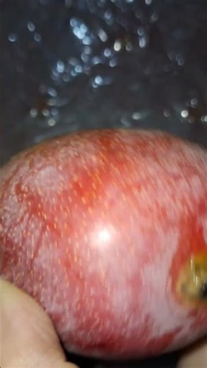 Will you eat this Ripe mango freshly plucked from tree first Seasonal Summer Fruit Juice#short#mango