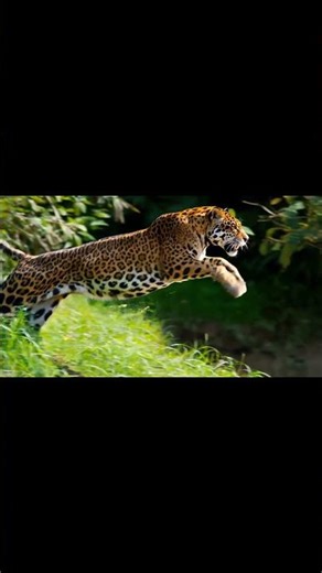 Jaguar vs Anaconda: Who Would Win? 🐆🐍 Epic Amazon Battle