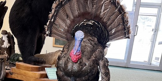 Spring turkey hunting licenses now available through Michigan DNR