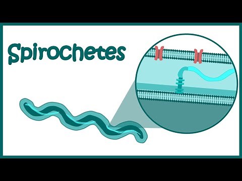 spirochetes microbiology - Animation | Spirochetal Infections | Pathology