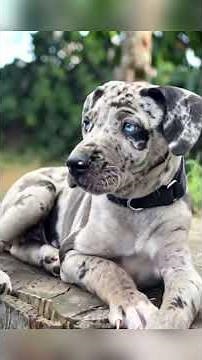 This Dog Breed Has a WILD Past You Never Knew #dogs #history #catahoula