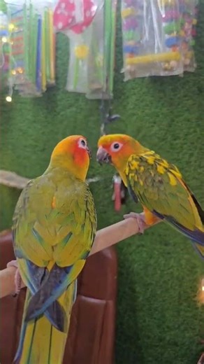 Three Sun Conure bird 🐦❤️🥰 ll #conure #birds #shorts