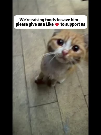 He Followed Me Home… But His Jaw Was Locked 💔 Stray Cat Rescue Story This heartbreaking stray cat rescue story follows Little Orange, a gentle and affectionate street cat who just wanted a home. At first glance, he seemed like a normal, playful kitten, but something wasn't right. He couldn't eat. His tiny body, weighing only 1 kg despite being two years old, told a painful story of long-term suffering. From feeding him soft food on the street to rushing him to an emergency vet, this emotional j