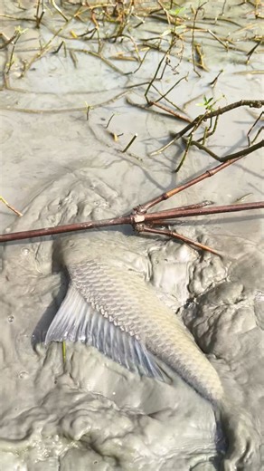 Big fish in the pond between the bills #shorts #fishing #viral #shortsviral