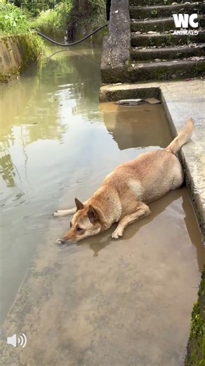 Cute Dog Blows Nose Bubbles 😪 | Watercooler Animals