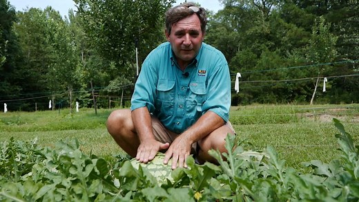 Learn how to determine watermelon ripeness with LSU AgCenter horticulture agent Kerry Heafner! | LSU AgCenter