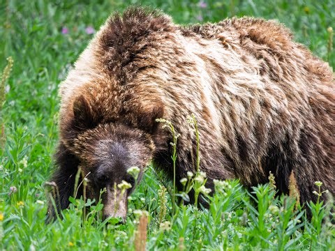 2025 Beartooth Plateau, WY and Henrys Lake, ID