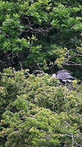 Little Egrets and Grey Herons nesting together in the same tree over the estuary. | The Robin Whisperer