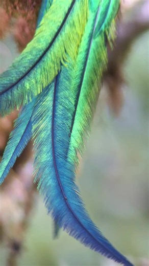 Experience the Iridescence of the Resplendent Quetzal