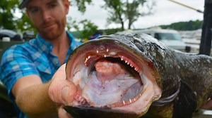 6.1K views · 124 reactions | In the 3rd part of my snakehead series, we linked up with a biologist named John Odenkirk who has been tasked with studying the impacts of this invasive species. We shock some up using electric nodes on the front of his boat to learn more about the behavior and anatomy of these cool looking fish. | Field Trips with Robert Field | Facebook