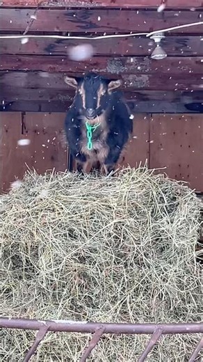 Lotus Elise is a troublemaker
