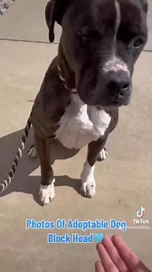 2.4K views · 77 reactions | Block Head is waiting for his furever...