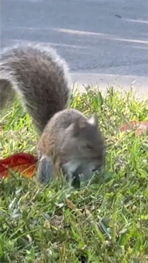 #music # squirrel is dancing