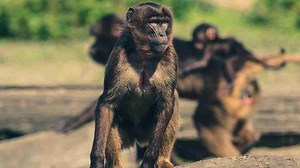 Flying Monkeys - the narcissist's army of goons