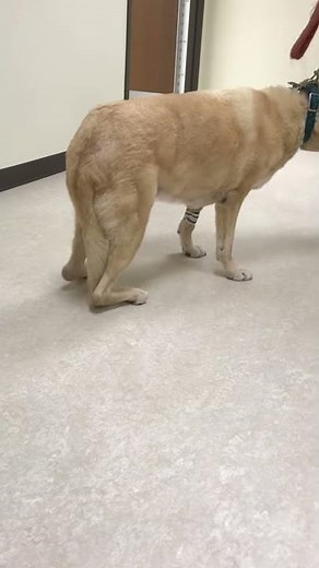 Achilles tendon tear in a dog bilateral