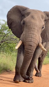 20K views · 10K reactions | Elephant with two Trunks Engine off....