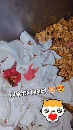 Newborn Hamster Babies 🐹✨ Cutest hamster pups #hamster #shorts #pups #hamsterpups ##hamsterbabys