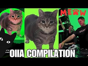 OIIA Spinning CAT Dancing (10 HOURS)