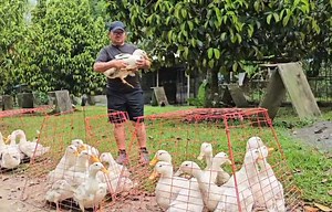 Politics Is Temporary; Farming Is Forever! A morning break from the political campaign today gave me time to check on my newest fowls in the farm, the Grimaud Peking Duck breeders which I acquired from an old friend and veterinary industry stalwart Dr. Ayong Lorenzo of EDL Farms in Tarlac. Out of the 52 breeders which I ordered from Doc Ayong, only 43 arrived in the farm yesterday after undergoing a stressful 2-month quarantine confinement and blood testing by the Bureau of Animal Industry in Ma