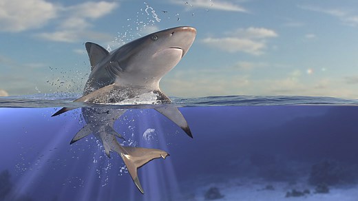 The Very Best Shark Shows on TV - Discovery UK