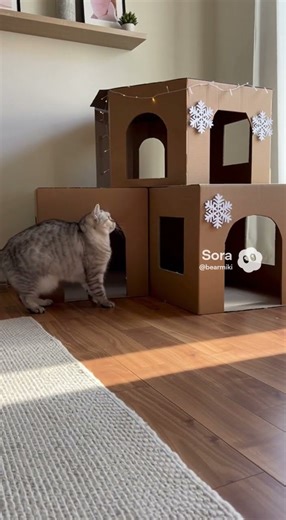 “Playful Kittens: Two Best Friends Having Fun!” #rekamindatsiya