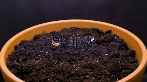 Growing tomatillo plant from seed to flower (50 days time lapse)