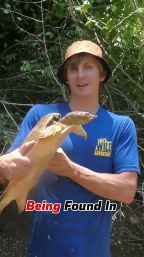 That Time We Encountered A GIANT Softshell Turtle! 🌟 #turtlewatching #turtle #reptiles #wildlife
