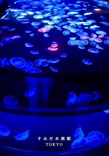 水族館の金魚に癒される