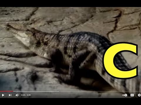 ALPHABET ANIMALS / PHONICS / ALPHABET SONG (Part 70) EDUCATIONAL KIDS / Toddlers, Preschool, K-3