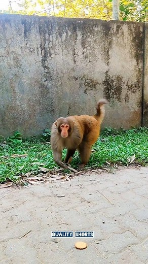 "The moment the big monkey entered… all the other monkeys ran away! 🤣🐒💨" #WildMoments #MonkeyEntry #AnimalHumor #CrazyMonkey # #BigMonkey | Quality Shorts