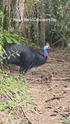 Malin WildAware | 🌿 Meet the Cassowary: The Rainforest’s Living Dinosaur! 🦖 Did you know the cassowary is one of the most fascinating—and dangerous—birds on... | Instagram