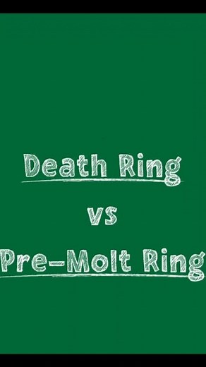 Death Ring VS Pre-Molt Ring #shrimphatchery #neocaridinashrimp #shrimpkeeping #shrimptank #neocaridina #aquariumlife #aquarium #aquariumhobby | Shrimp Hatchery