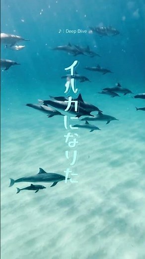 癒しの動画 ーイルカになりたいー