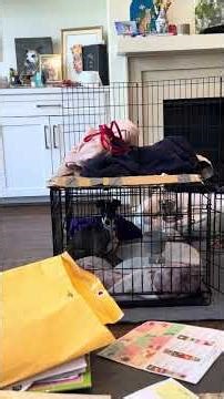 IGRF foster training