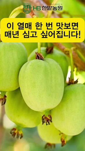 다래나무 용성2호 묘목 소개 - 귀농에 딱!