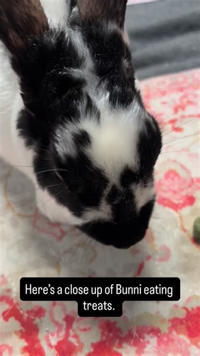 Bunni’Kula ASMR. Enjoy. 🐰🖤 #bunny #bunniesofinstagram #bunnies #bunstagram #bunnylove #rexrabbit #bunnyrabbit #bunnygram #bunnystagram #bunnysaurusrex #seniorbunny | Bunni’Kula