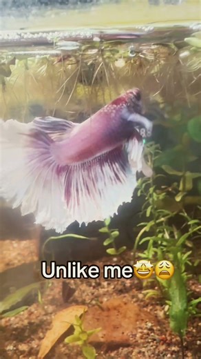 Calm lil edit😩 what we think of my lil fishy fr #whatthefluffchallenge #reactionvideo #eyecatchy