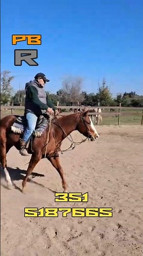 #caballo en doma Reining con Pablo Brizuela